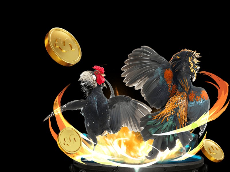 Đá gà Thomo trực tiếp trên GA888